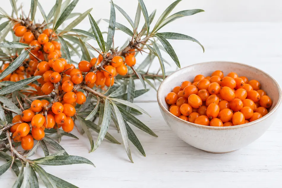 Seaberry branch and fruit